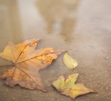 Sonbahar fotoğrafı, su birikintisinde düşen yapraklar.