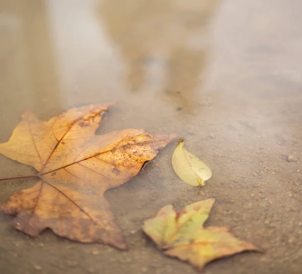 Podzimní Foto Spadlé Listí Louži — Stock fotografie