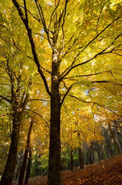 Sonbaharda kayın ağaçlarının renklerinin çeşitliliği. Dalları ve gövdesi ile yeşil ve turuncu renkler
