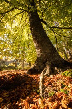 Sonbaharda kayın ağaçlarının renklerinin çeşitliliği. Dalları ve gövdesi ile yeşil ve turuncu renkler