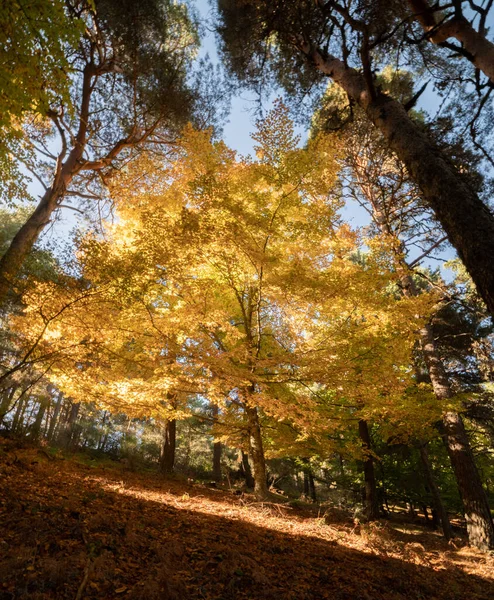 stock image Diversity of colors of the beeches in autumn. Green and orange colors with its branches and trunks