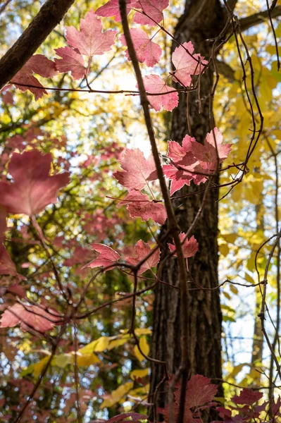 Diversidade Cores Outono Com Árvores Com Folhas Rosa Verde — Fotografia de Stock