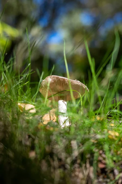 ブナ林で育つ秋のキノコ — ストック写真