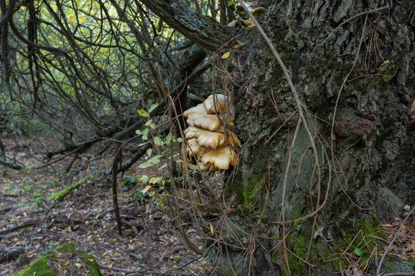 Autumn Mushrooms Growing Beech Forest — Stock Photo, Image