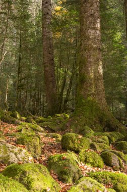 Musco ve yapraklı ağaçlarla kaplı yeşil taşlarla dolu bir sonbahar ormanı.