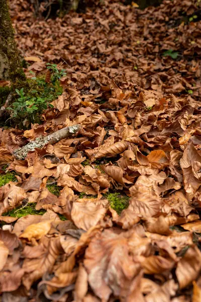Podzimní Údolí Oranžovými Žlutými Zelenými Stromy — Stock fotografie