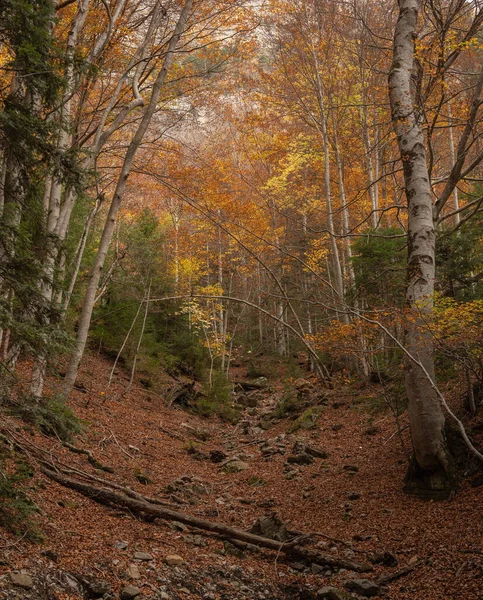 Őszi Erdő Föld Vörös Mert Arany Levelek Fák — Stock Fotó