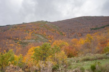 Sonbahar yapraklarının manzarası, güzel bir manzara..