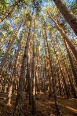 Sonbahar güneşli çam ormanı