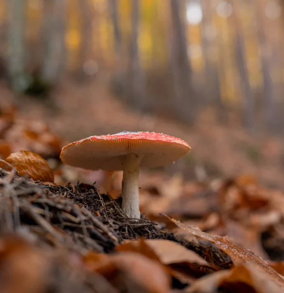 Küçük Amanita muscaria ya da sonbahar ormanında uçan agarik mantar..