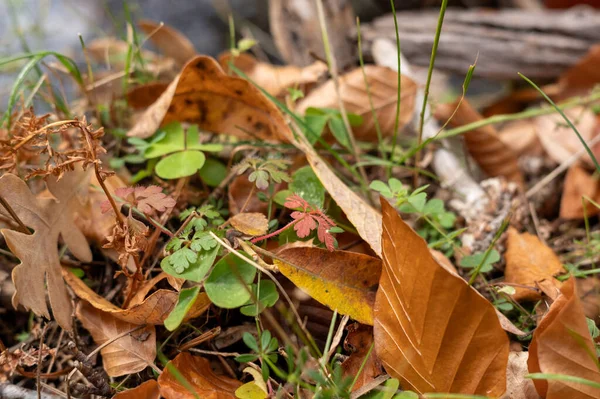 干枯的橡木叶子在草地上 秋天的黄色和褐色 — 图库照片