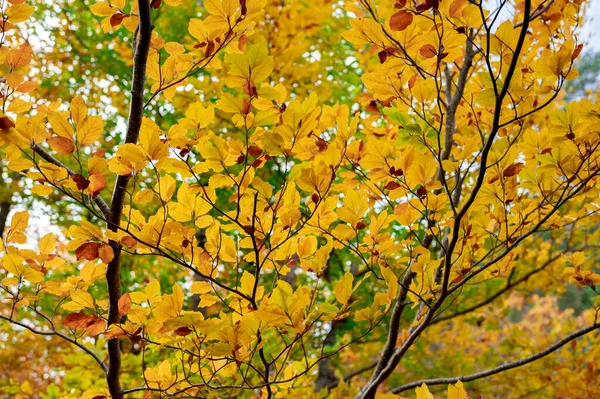 Листья Осеннем Лесу Фото — стоковое фото