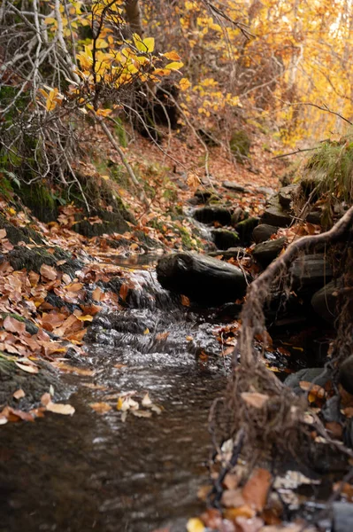 stock image Idyllic little creek covered in fall leaves in the Forest