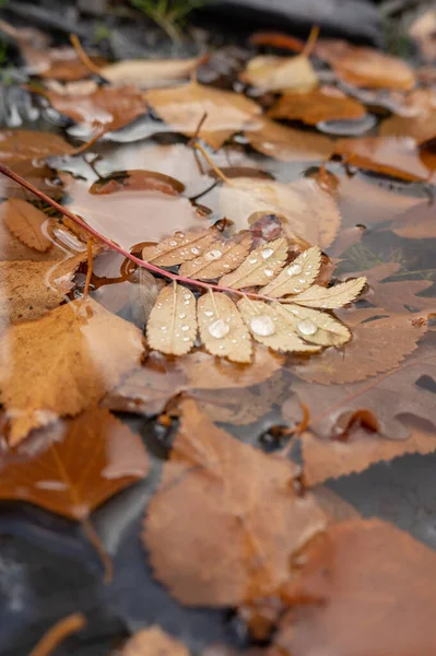 五彩斑斓的树叶掉进了水坑里 秋天和季节 — 图库照片