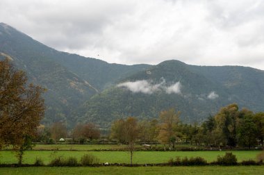 Arka planda sisli dağlar olan sığırlar için otlak arazisi