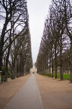 Tree felling. Perfectly trimmed trees in a park.