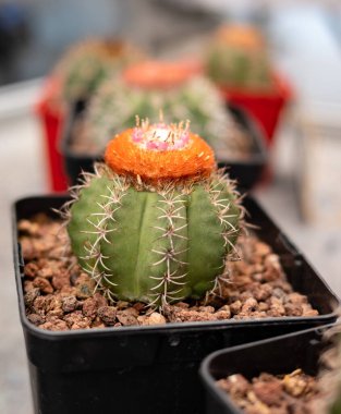 Survivors of the Desert: A Tribute to the Strength and Adaptability of Cacti