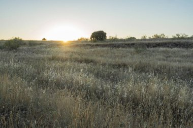 Altın Tarlalar: Altın bir günbatımı engin ve kurak bir manzarayı aydınlatır.