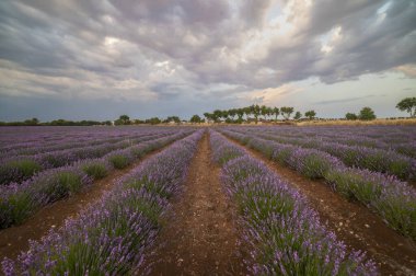Purple Dreamscape: Doğanın Güzelliğinin Huzuru ve Bolluğu.