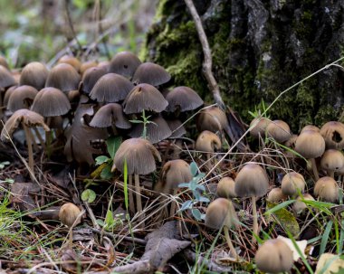 Orman Zemini Hayatı: Doğanın Döngülerini ve Gizli Orman Ekosistemlerini Gösterme.