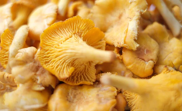 Close-up texture of mushrooms of the chanterelle family. Beautiful bright background for your projects.