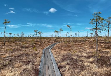 A wooden path in the National Park in Estonia among the forest and bog on a clear day.