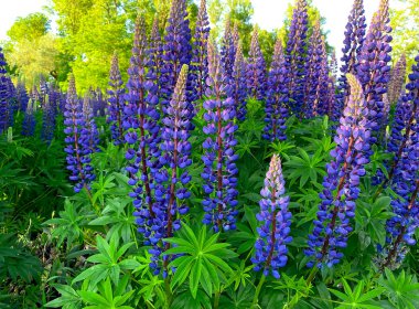 Açık bir yaz gününde, lupin çiçekleriyle dolu bir tarlada, projeleriniz için çok güzel doğal bir arka plan..