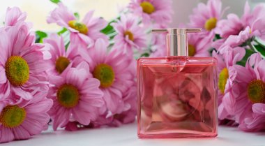 Pembe kasımpatı çiçekleriyle çevrili bir parfüm şişesi. Eau de tuvalet, eau de parfum, güzellik konsepti.