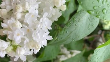 Kapalı bahçe bitkisi, beyaz leylak. Dikey video