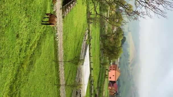Koń Domowy Wypasający Się Trawniku Wsi Koncepcja Rolnictwa Pionowe Wideo — Wideo stockowe