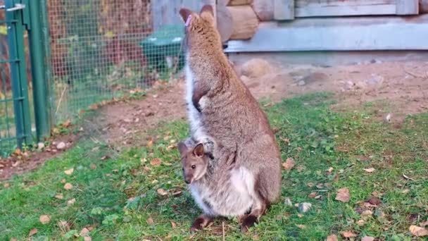 Parkta Çimlerin Üzerinde Çantasında Bir Bebekle Kanguru Yatay Video — Stok video