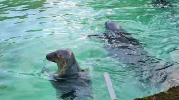 Sigilli Che Nuotano Piscina Allo Zoo Video Orizzontale — Video Stock