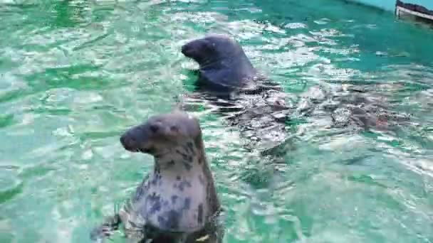 Тюлени Плавают Бассейне Зоопарке Горизонтальное Видео — стоковое видео