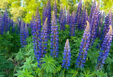 Açık bir yaz gününde, lupin çiçekleriyle dolu bir tarlada, projeleriniz için çok güzel doğal bir arka plan..