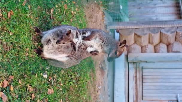 Kangaroo Med Ett Barn Sin Väska Parken Gräset Vertikal Video — Stockvideo
