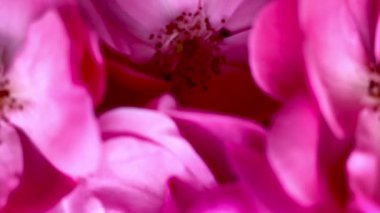 Bahçe gülü yakın plan. Çiçek açan bahçe bitkileri, doğal arka plan. Dikey video