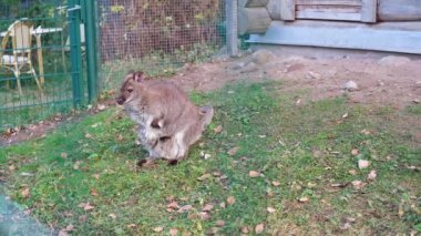 Parkta çimlerin üzerinde çantasında bir bebekle kanguru. Yatay video. 