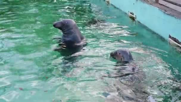 Robben Schwimmen Pool Des Zoos Horizontales Video — Stockvideo
