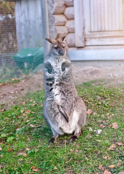 Kangoeroe Met Een Baby Haar Tas Het Park Het Gras — Stockfoto