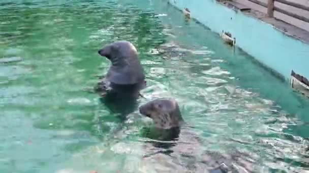 Zeehonden Zwemmen Het Zwembad Dierentuin Horizontale Video — Stockvideo