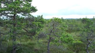 A wooden path in the National Park in Estonia among the forest and bog on a clear day.