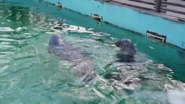 Zeehonden Zwemmen Het Zwembad Dierentuin Horizontale Video — Stockvideo