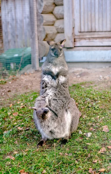 Parkta Çimlerin Üzerinde Çantasında Bir Bebekle Kanguru Dikey Fotoğrafçılık — Stok fotoğraf
