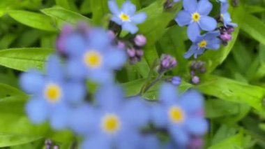 Kamera, güneşli bir yaz gününde dışarıda çimenlerin arasında büyüyen güzel mavi çiçeklere yakınlaşır. Dikey video.