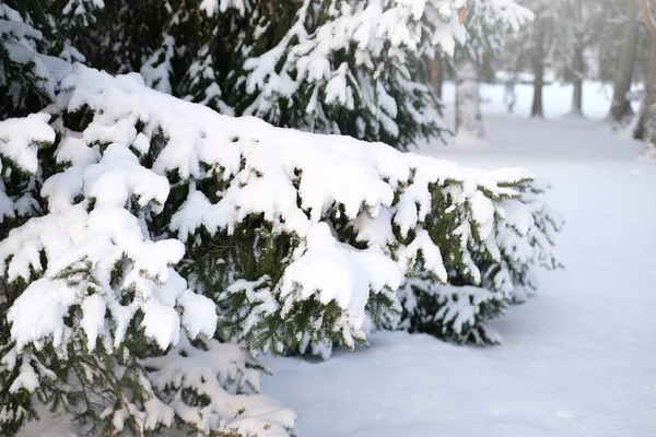 Bela Paisagem Inverno Com Abetos Cobertos Neve Vídeo Horizontal — Fotografia de Stock