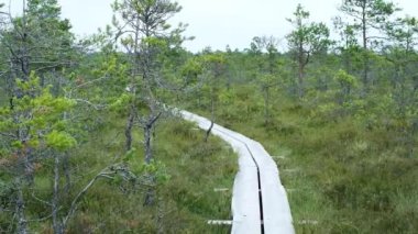 A wooden path in the National Park in Estonia among the forest and bog on a clear day.