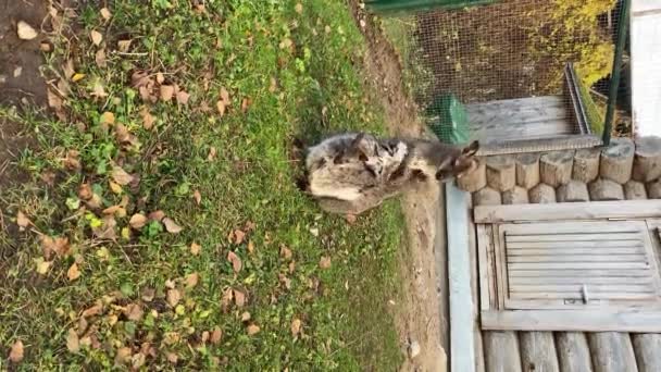 Kangourou Avec Bébé Dans Son Sac Dans Parc Sur Herbe — Video