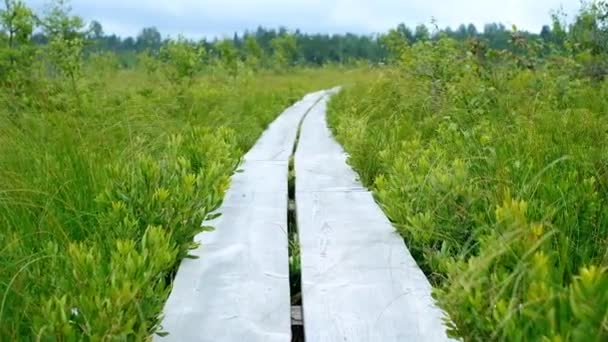 Wooden Path National Park Estonia Forest Bog Clear Day — 图库视频影像