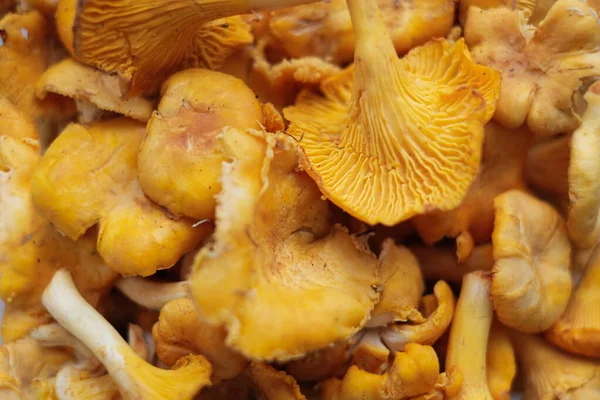 Close-up texture of mushrooms of the chanterelle family. Beautiful bright background for your projects.