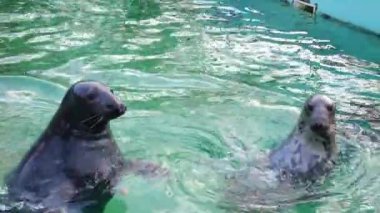 Hayvanat bahçesindeki havuzda foklar yüzüyor. Yatay video.